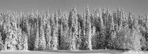 Snow covered pine trees; Foster, Quebec, Canada PosterPrint - Item # VARDPI2333722