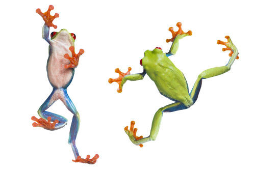 Two Red Eyed Tree Frogs PosterPrint - Item # VARDPI1820122