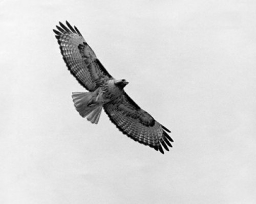 Low angle view of a Red-tailed Hawk flying in the sky Poster Print - Item # VARSAL9901340B