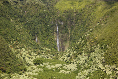 Hawaii, Maui, Waimoku Falls and lush greenery. PosterPrint - Item # VARDPI2116168