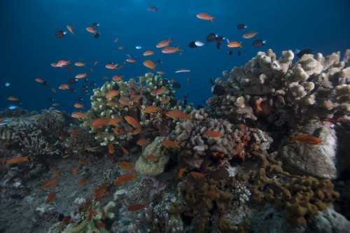 Schooling anthias fish and healthy corals of Beqa Lagoon, Fiji Poster Print - Item # VARPSTTMO400483U