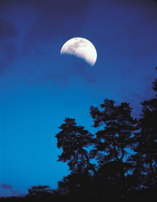 Half-Moon over Trees in Dark Poster Print by Panoramic Images (28 x 36) - Item # PPI126926