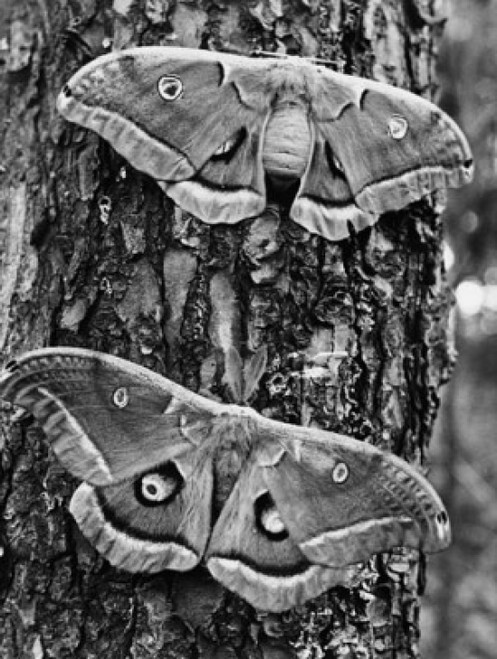 Close-up of two Polyphemus Moths perching on a tree trunk Poster Print - Item # VARSAL9901781