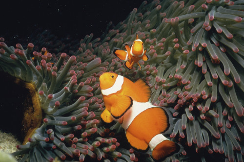 Fish undersea, Okinawa Prefecture, Japan Poster Print - Item # VARPPI47442
