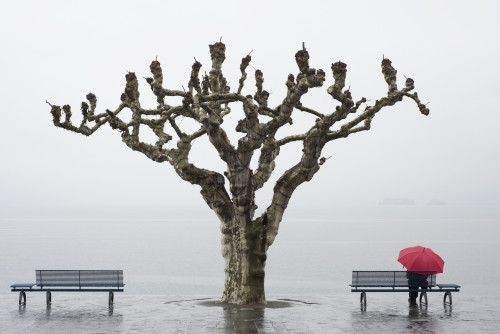 A tree and a person with a red umbrella at the water's edge;Ascona ticino switzerland PosterPrint - Item # VARDPI2331910