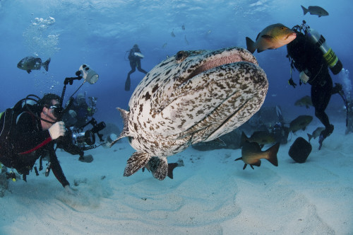 Divers photographing a Giant Grouper, Great Barrier Reef, Queensland, Australia Poster Print - Item # VARPSTMME400064U