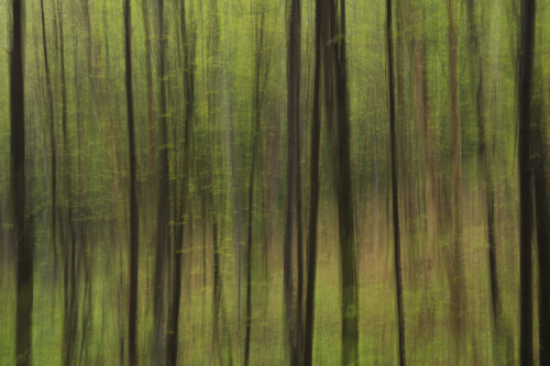 Abstract of a forest with green tree trunks; Ontario, Canada PosterPrint - Item # VARDPI12304367