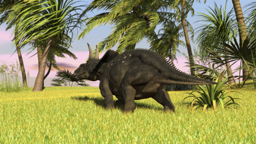 Triceratops roaming a tropical environment Poster Print - Item # VARPSTKVA600238P