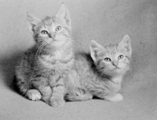 Portrait of two cats Poster Print - Item # VARSAL255423429