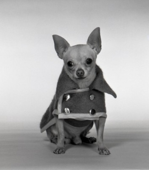 Studio shot of Chihuahua wearing coat Poster Print - Item # VARSAL255418175