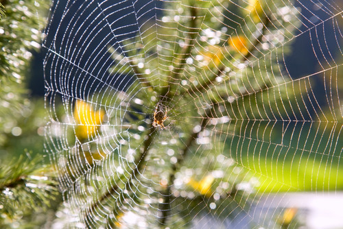 Spider On Web PosterPrint