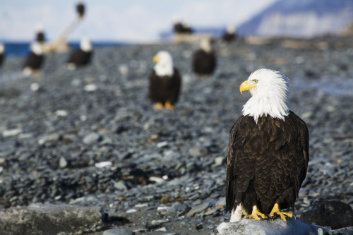 Bald Eagles standing on the shore of Kachemak Bay on the Homer Spit, Kenai Peninsula, Southcentral Alaska PosterPrint - Item # VARDPI12274785