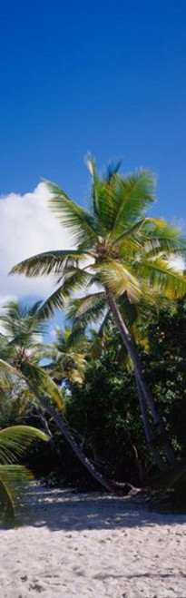 US Virgin Islands Poster Print by Panoramic Images (12 x 39) - Item # PPI81922