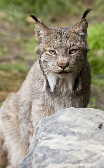 Captive: Close Up Of A Lynx At The Alaska Wildlife Conservation Center, Southcentral Alaska, Summer PosterPrint - Item # VARDPI2152841