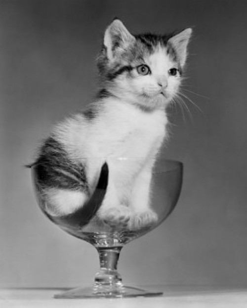 Kitten sitting in a glass Poster Print - Item # VARSAL2551509