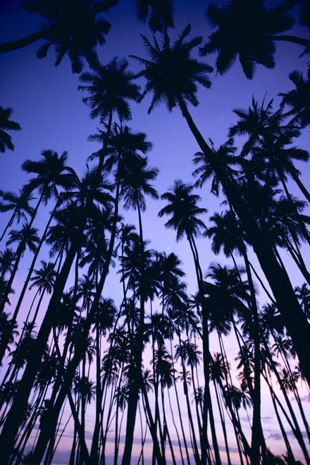 Hawaii, Molokai, Royal Palm Grove At Sunset, Silhouetted In Purple Pink Sky PosterPrint - Item # VARDPI2002652