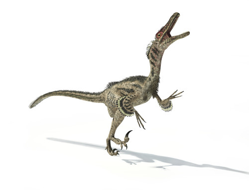 Dilong dinosaur jumping, white background Poster Print - Item #  VARPSTEDV600181P