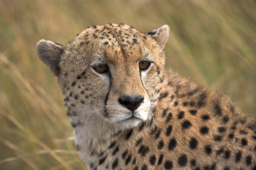 Cheetah Portrait, Masai Mara, Kenya, Africa PosterPrint - Item # VARDPI1820471