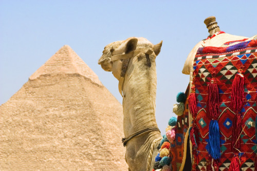 Camel Near A Pyramid, Giza, Egypt PosterPrint - Item # VARDPI1798053