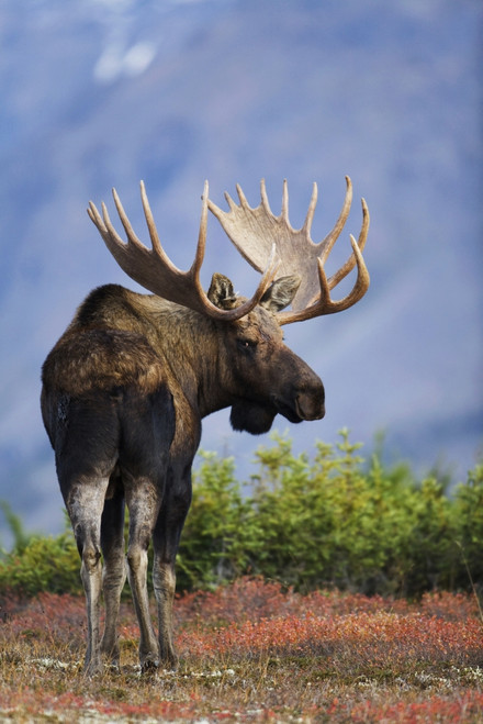 Moose Bull Walking On Autumn Tundra During Rut, Powerline Pass, Chugach State Park, Chugach Mountains, Alaska PosterPrint - Item # VARDPI2093219
