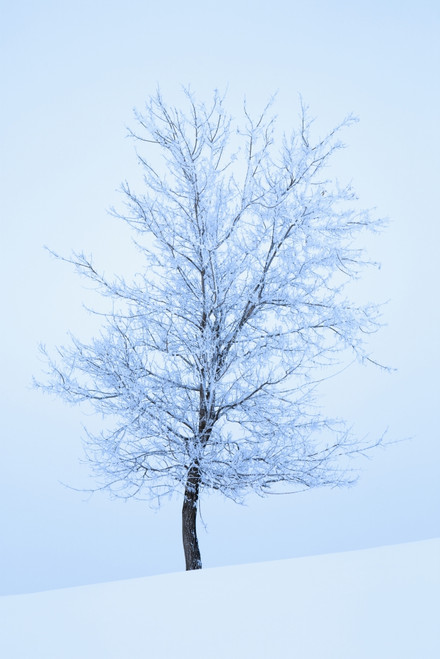 Frost And Snow Cover An Oak Tree; Calgary, Alberta, Canada PosterPrint - Item # VARDPI1935893