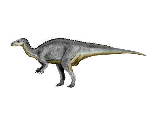 Camptosaurus dinosaur, white background Poster Print - Item # VARPSTNBT600079P