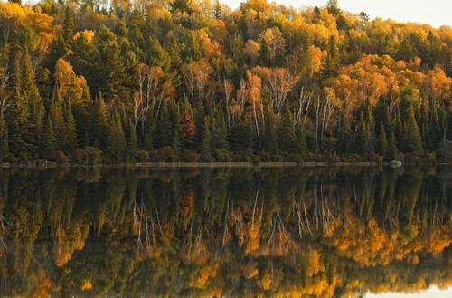 Fall Colors Reflected In The Waters Of Opeongo Lake, Algonquin Park, Ontario. PosterPrint - Item # VARDPI2037449