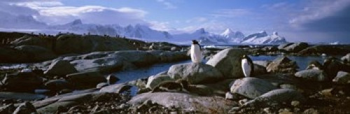 Penguins on Peterman Island Poster Print by Panoramic Images (37 x 12) - Item # PPI88929