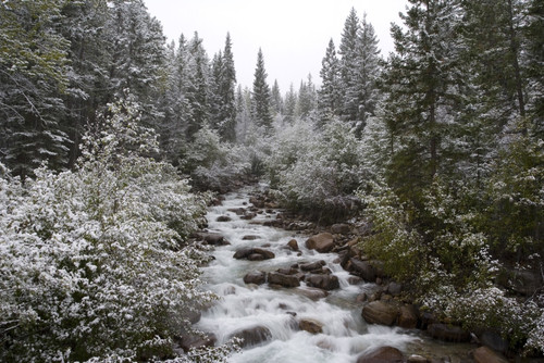 Snowy Foliage Along Stream In Autumn, Banff, Alberta, Canada PosterPrint - Item # VARDPI2048576
