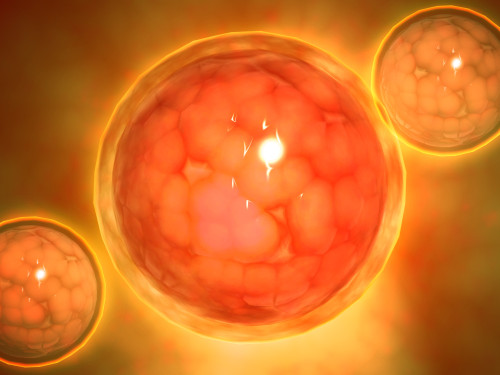 Microscopic view of a blastula during pregnancy Poster Print - Item # VARPSTSTK700432H