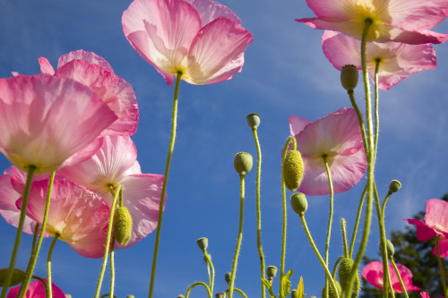 Shirley Poppies (Papaver Rhoeas), Oregon, Usa PosterPrint - Item # VARDPI1835880