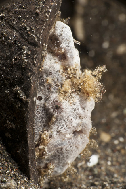 Grey frogfish in coconut shell, Lembeh Strait, Bitung, North Sulawesi, Indonesia Poster Print - Item # VARPSTMME400079U