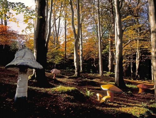 Mushrooms In A Forest PosterPrint