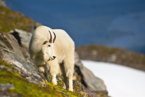 A Mountain Goat Near Exit Glacier's Harding Icefield Trail Grazing On Plants, Kenai Fjords National Park, Kenai Peninsula, Southcentral Alaska, Summer PosterPrint - Item # VARDPI2097820