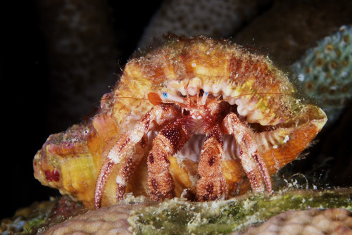Hermit Crab tucked away in its protective shell, Bonaire, Caribbean Netherlands Poster Print - Item # VARPSTTMO400114U