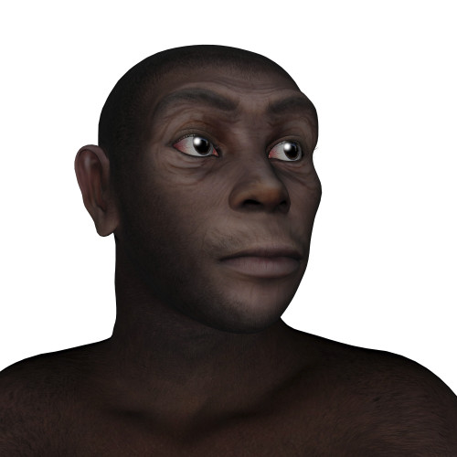 Male homo erectus portrait, white background Poster Print