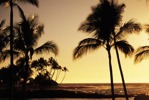 USA, Hawaii, Ocean and silhouetted palm trees at sunset in Mauna Lani Resort; Big Island PosterPrint - Item # VARDPI1980574