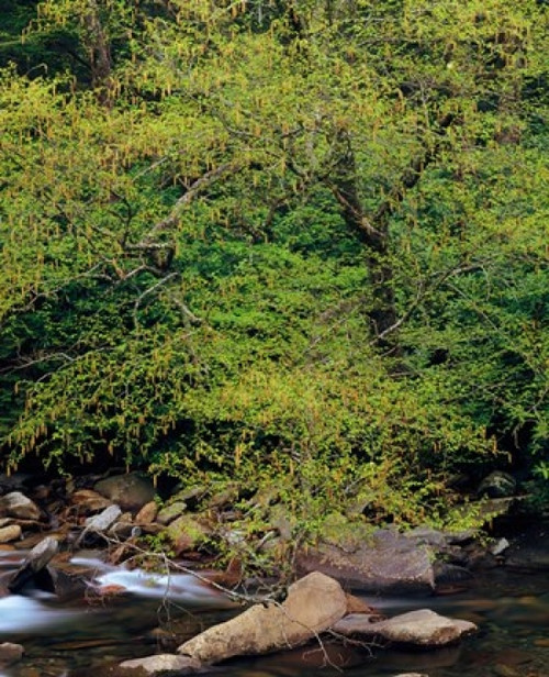 Little Pigeon River  Great Smoky Mountains National Park Poster Print by Panoramic Images (12 x 15) - Item # PPI102969