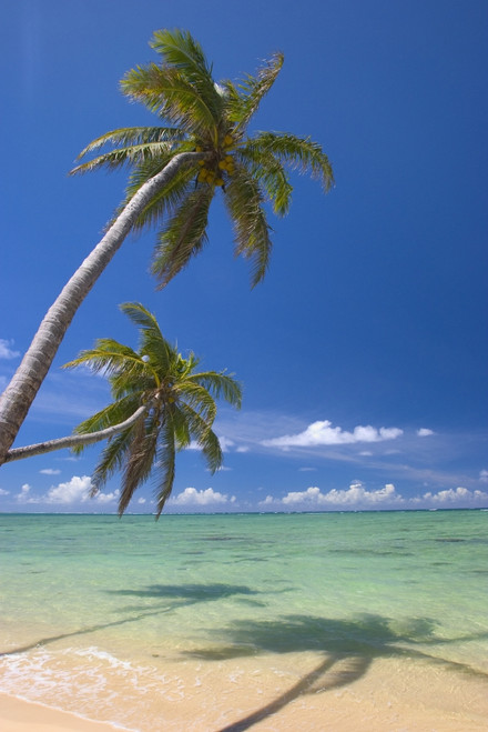 Palm Trees Lean And Cast Shadow On Beach, Turquoise Ocean, Dramatic Sky PosterPrint - Item # VARDPI1996315