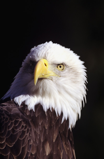 Alaska, Tongass National Forest, Closeup Of Bald Eagle (Haliaeetus Leucocephalus). PosterPrint - Item # VARDPI1978604