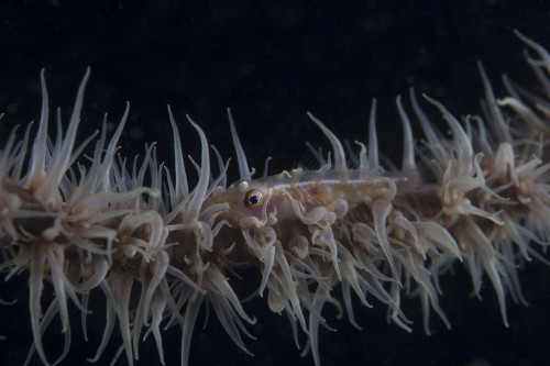 Whip coral goby, Fiji Poster Print - Item # VARPSTTMO400355U