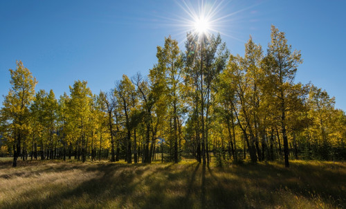 Aspen trees in autumn, Banff National Park, Alberta, Canada Poster Print - Item # VARPPI166886
