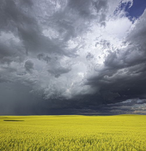 Storm clouds gather over a sunlit canola field in southern Alberta; Alberta, Canada PosterPrint - Item # VARDPI2324112