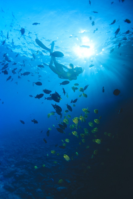 Woman Snorkeling With Reef Fish, Sunburst Through Surface PosterPrint - Item # VARDPI1999675