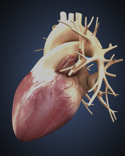 Three dimensional view of human heart Poster Print