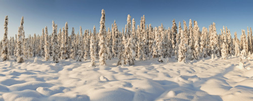 Panoramic View Of Snow-Covered Spruce Trees In Late Afternoon Sun Near Chugiak, Southcentral Alaska, Winter PosterPrint - Item # VARDPI2093138