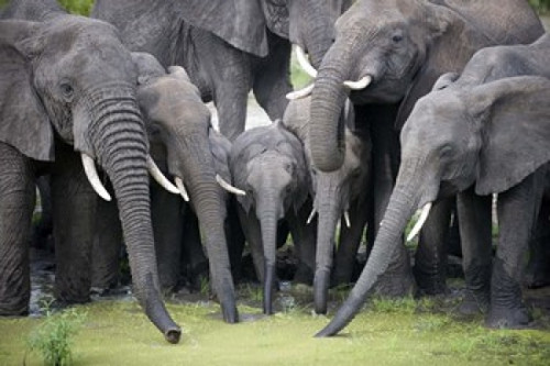 African elephants (Loxodonta africana) drinking water in a pond  Tarangire National Park  Tanzania Poster Print by Panoramic Images (24 x 16) - Item # PPI119410