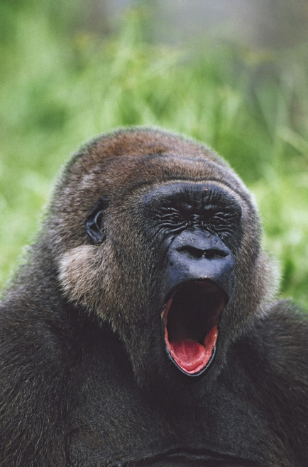 Western Gorilla Yawning, Africa PosterPrint - Item # VARDPI1865377