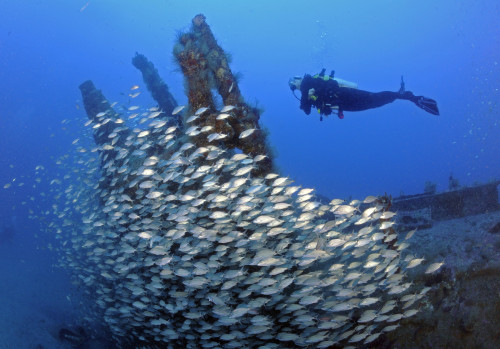 Diver and schooling Tomtates on WWII U-352 German submarine sunk in Atlantic ocean off coast of North Carolina Poster Print - Item # VARPSTKWD400046U