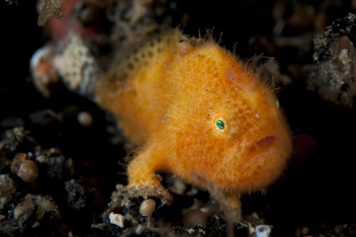 A juvenile hairy frogfish of approximately 5mm length, Lembeh Strait, Indonesia Poster Print